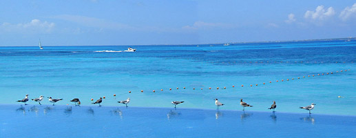 Even The Seagulls Love The Infinity Pool